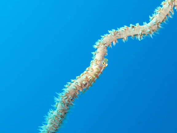 Roz finds some macro life on the whip coral