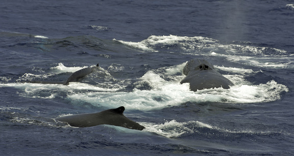 Heat run off the bow - taken by Mark S