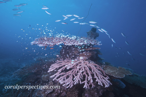 Hard Coral Garden at Wakaya - photo taken by Connie W