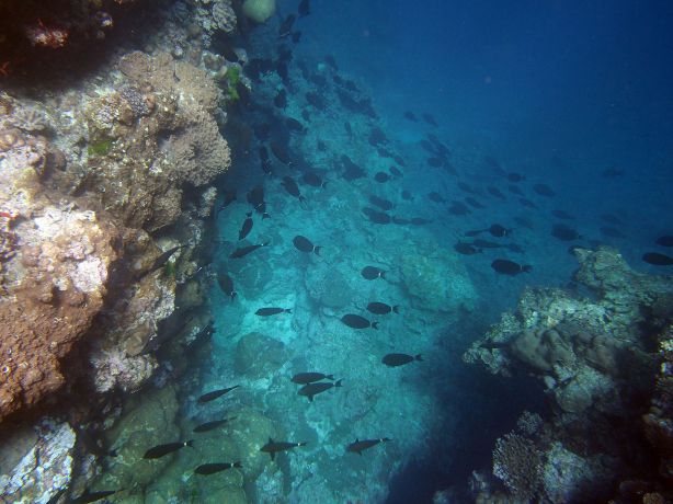 Snorkelling Vatu-i-ra's caverns. Photo by Malia
