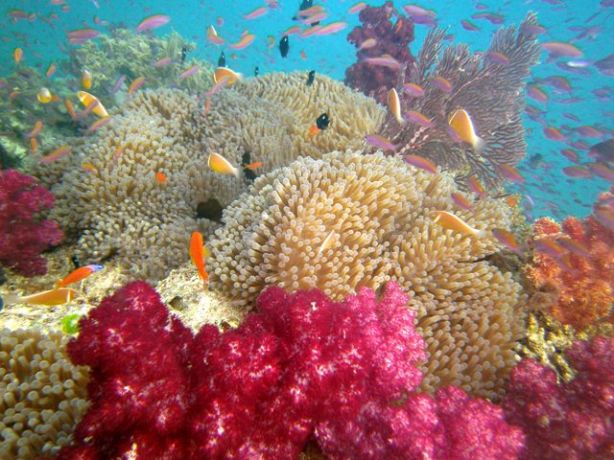 Top of the reef - by Teresa