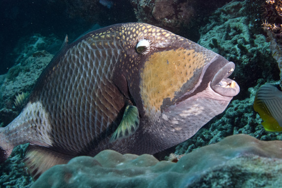 Titan Trigger Fish checks Dee out