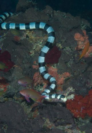 Tom finds a Banded Sea Snake on the prowl.