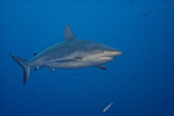 Grey Reef cruising the Nigali Passage: taken by Tom