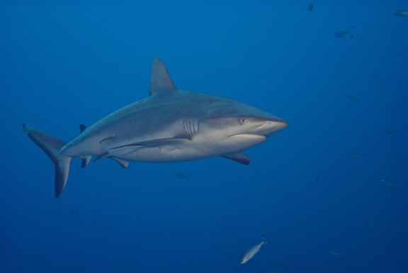 Grey Reef cruising the Nigali Passage: taken by Tom