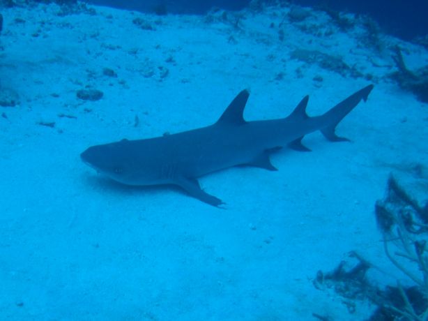 Whit tip reef shark sleeping: taken by Ulf