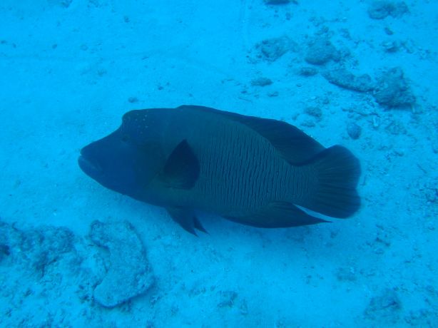 Napoleon Wrasse: taken by Ulf