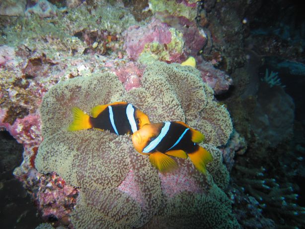 Clarks anemone fish: taken by Ulf