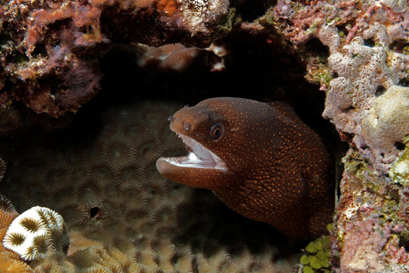 White Mouth Moray - taken by Julie