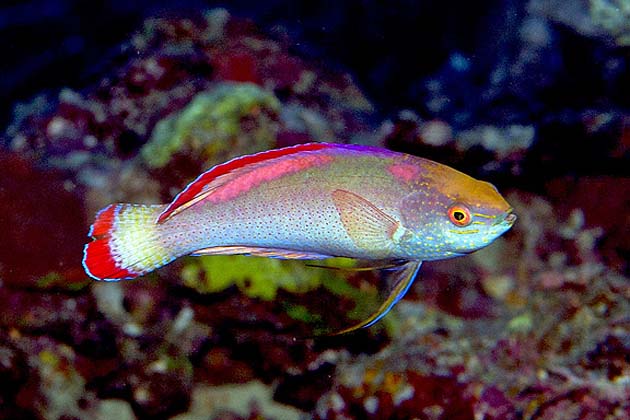 Redmargined Wrasse by Paul