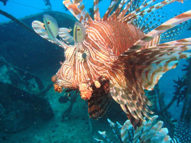 Lionfish by Gary