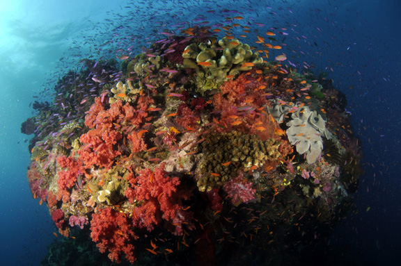 Judy makes the most of Fiji's stunning bommies