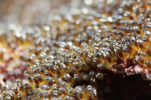 Incredible macro photo of anemonefish embryos in the egg! - by Alan