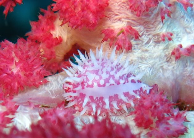 Cute soft coral cowrie - by Allyson
