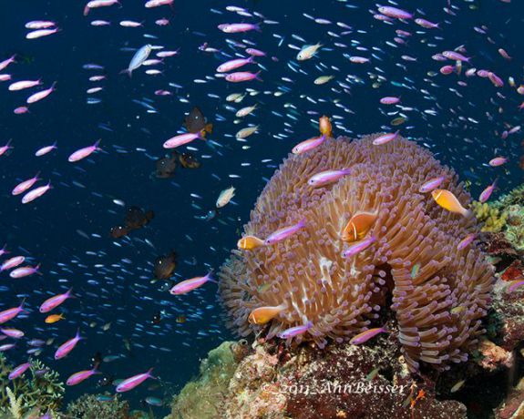 Beautiful anemone fish scene. By Ann