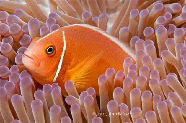 Pink anemone fish tucked away. By Ann