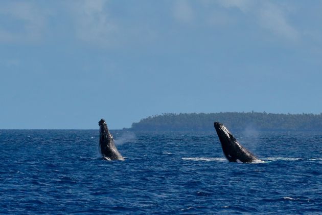 Synchronized swimming - by Angiolo