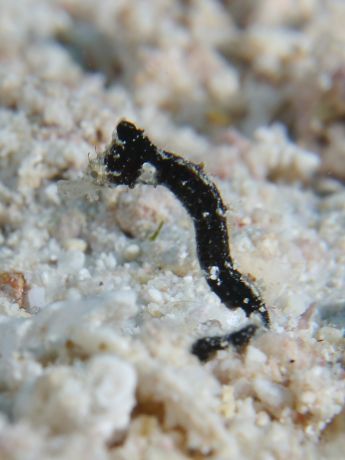 Pygmy pipehorse? Is that a thing? - by Artur