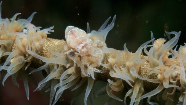 Alien life forms on earth - by Artur
