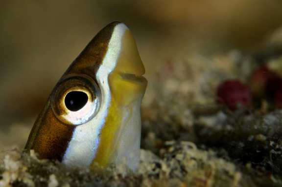 Mimic Fang Blenny poses for Judy