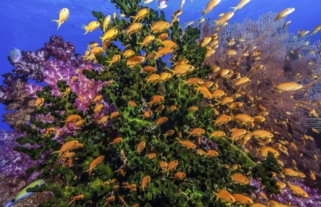 Anthias burst - by Bob H