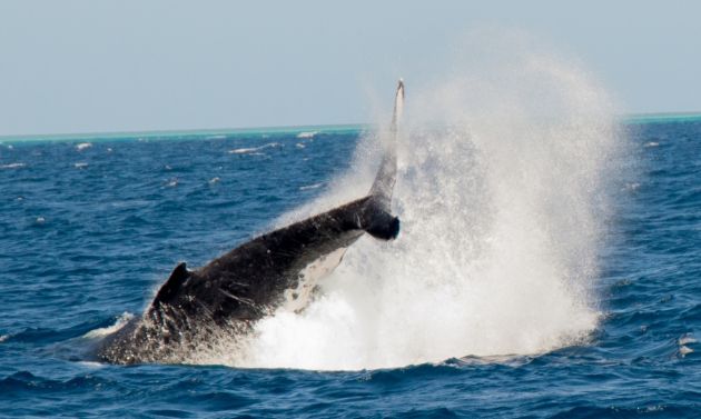 Whale Tail - by Brad & Red