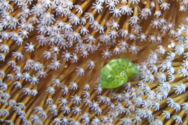 Wee mimic filefish... too cute! - by Brad