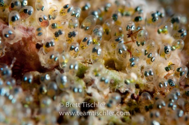 Anemonefish embryos... soon to be angry little fish - by Brett