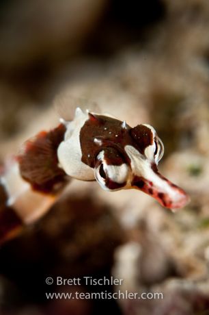 The best photo of the brown banded pipefish we've ever seen! - by Brett