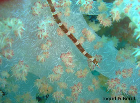 Brown-banded pipefish