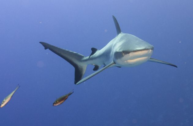 Great dive at Nigalli Passage provided Bruce S. with lots of posing Grey reefs!