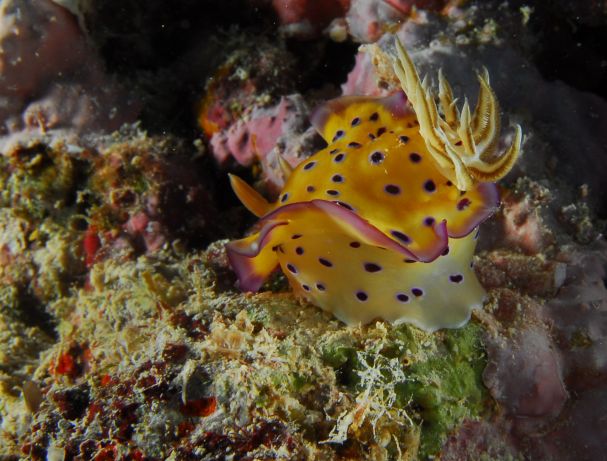Mo find's another Nudi - taken by Bruce S.