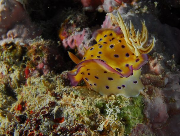 Mo find's another Nudi - taken by Bruce S.