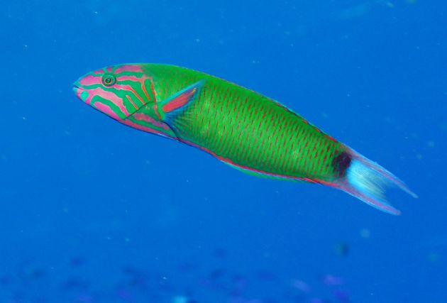 Fast moving Wrasse is tough to shoot - taken by Bruce S.