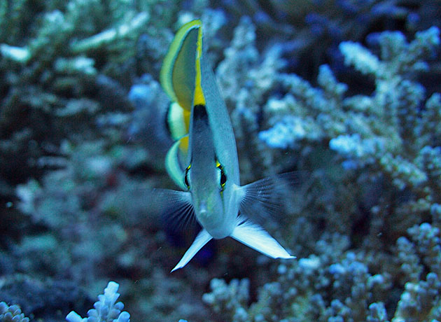 Butterflyfish.