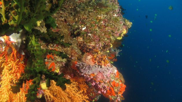 Scorpionfish with a view - by Christian