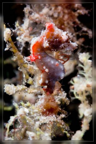 Pygmy Seahorse on Tetons 2. Strong current & a tough shot to get but Michael W. nailed it...