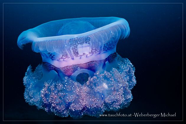 Jelly in the blue - taken by Michael