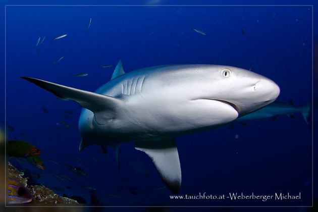 Action Stations - great dive in Nigali passage. Michael W. gets up close with a curious Grey Reef Shark.