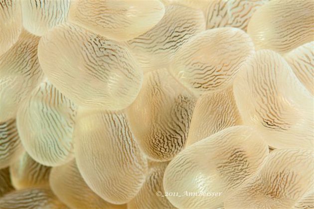 Beautiful Bubble coral. By Ann