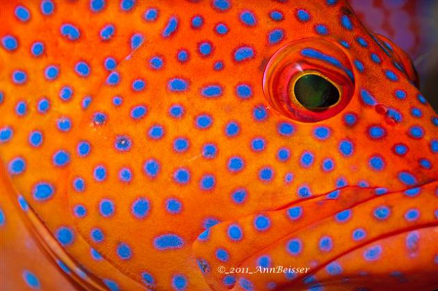 Nice macro shot of a Coral Grouper. By Ann