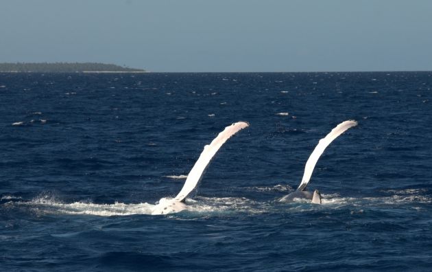 Synchronized swimming - by Cory