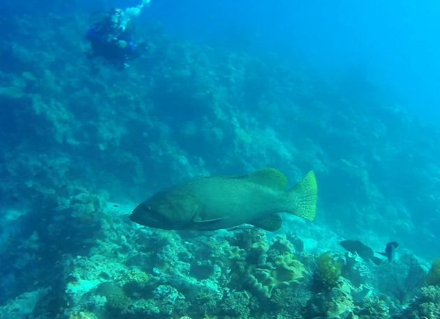 Normall shy giant grouper greets our guests - by Daniel