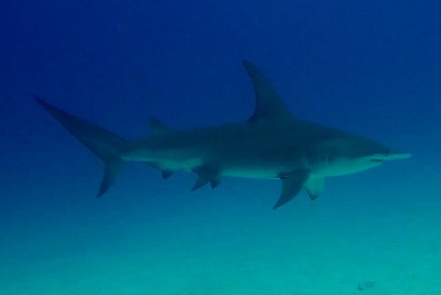 The real deal: rare great hammerhead at Mushrooms II - by Daniel