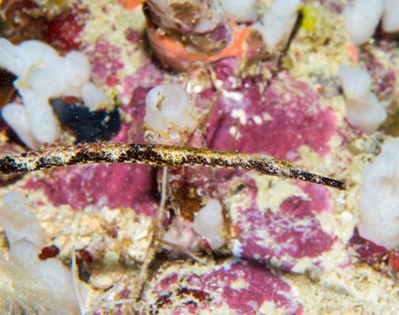 Crusty short-tailed pipefish in E-6 Cathedral - by Dave