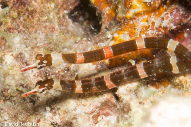 2 Pipefish By Dave