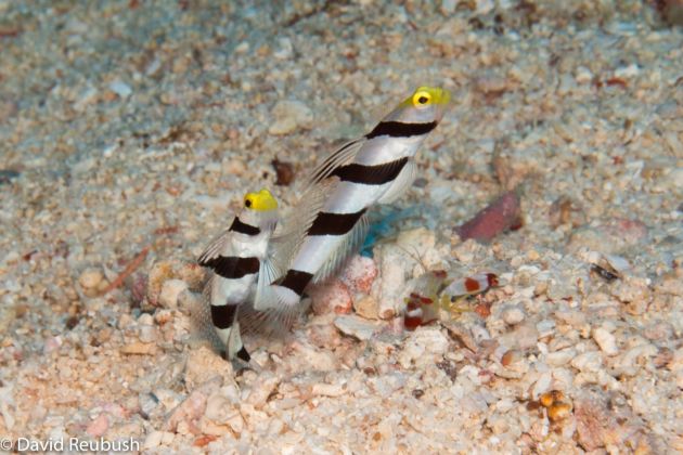 2 Shrimp Gobies & Shrimp By Dave