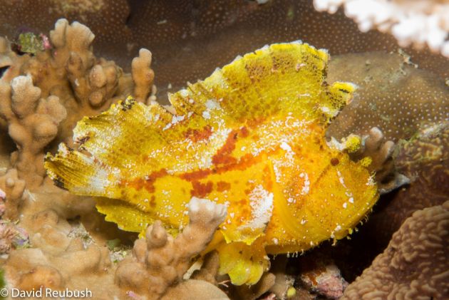 Leaf Scorpionfish by Dave