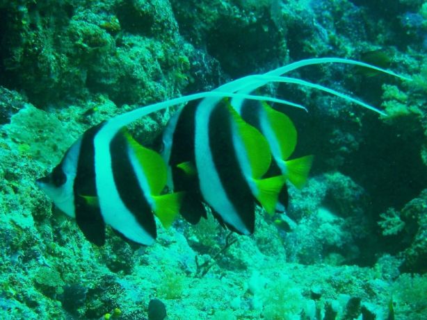 The fish go marching three-by-three - by David