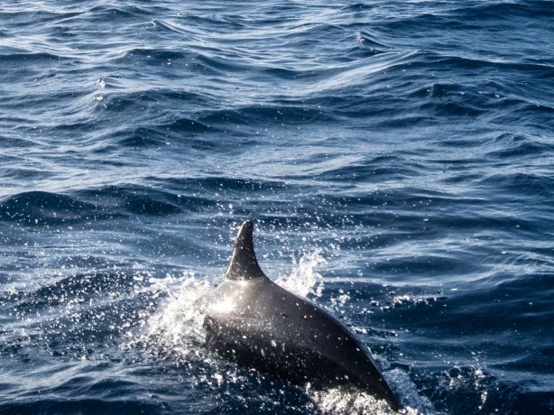 Dolphin visitors - by David